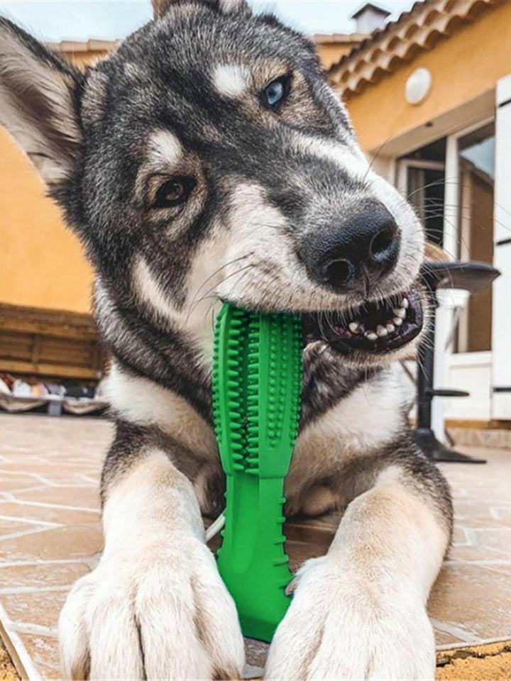 DOG TOOTHBRUSH - HELPS PREVENT DOG GUM DISEASE